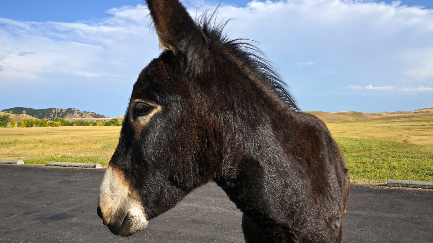 South Dakota's Top Pet Friendly Attraction: Custer State Park | GoPetFriendly.com