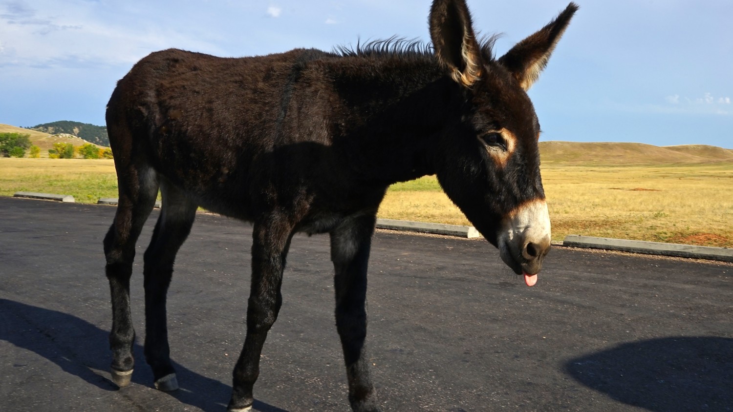 South Dakota's Top Pet Friendly Attraction: Custer State Park | GoPetFriendly.com