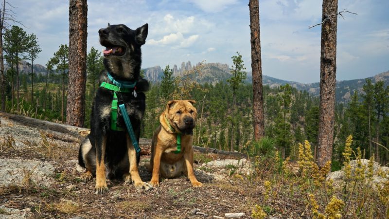 South Dakota's Top Pet Friendly Attraction: Custer State Park | GoPetFriendly.com