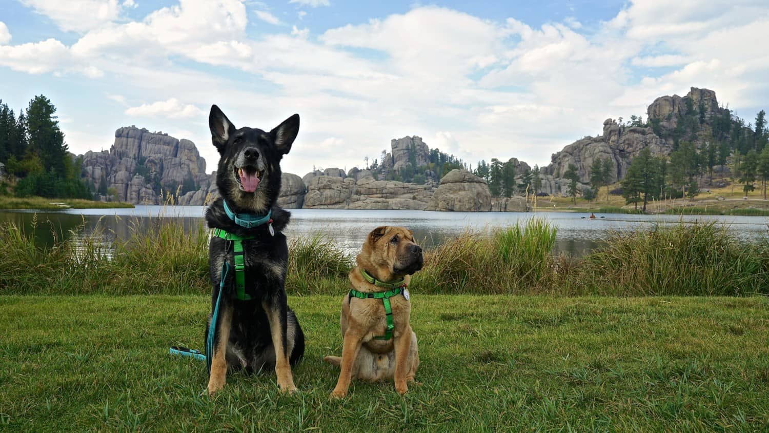 are dogs allowed in georgia state parks