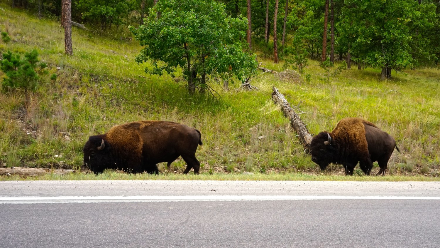 South Dakota's Top Pet Friendly Attraction: Custer State Park | GoPetFriendly.com