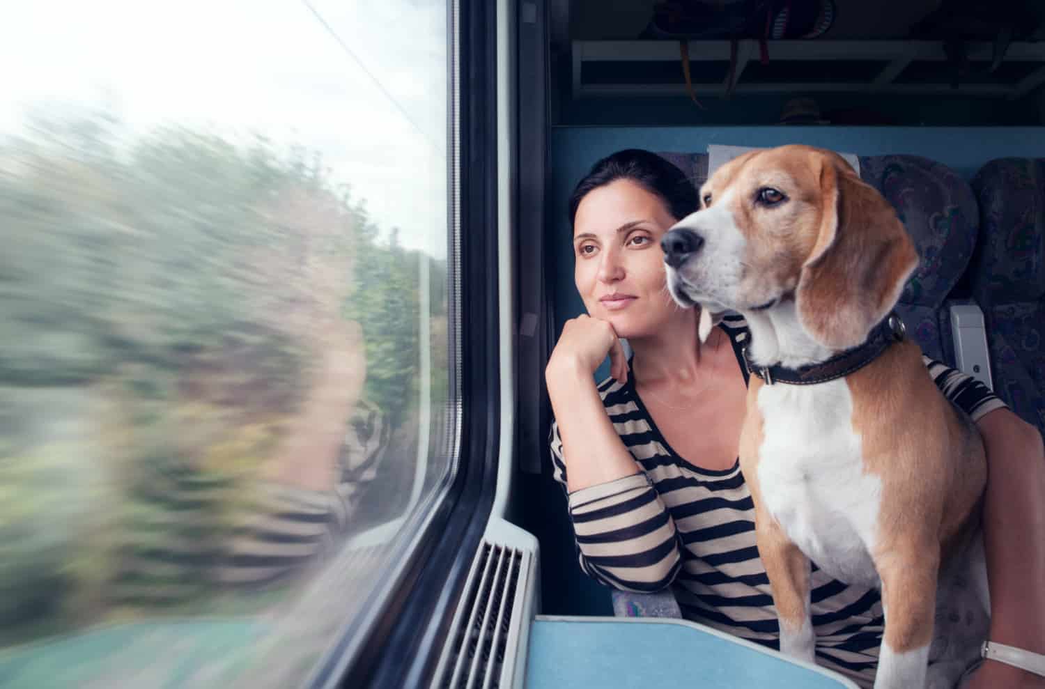 pet travel in train