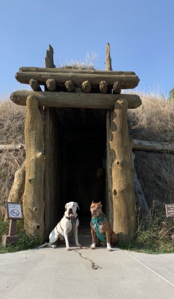 Two dogs stading in the doorway of an earthen lodge at the Knife River Indian Villages