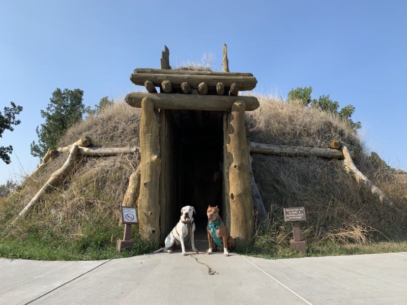 Two dogs stading in the doorway of an earthen lodge at the Knife River Indian Villages