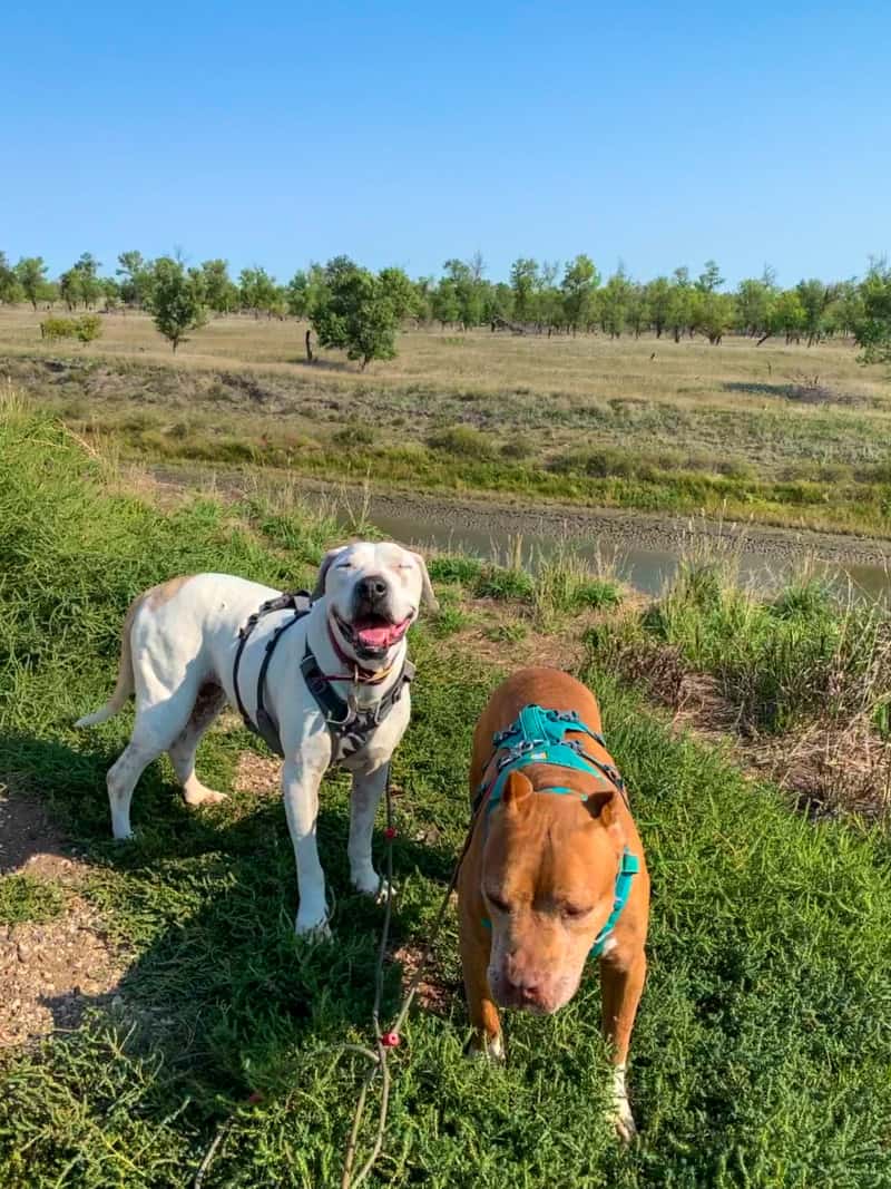 A white dog and a brown dog standing on the grass overlooking the river Knife