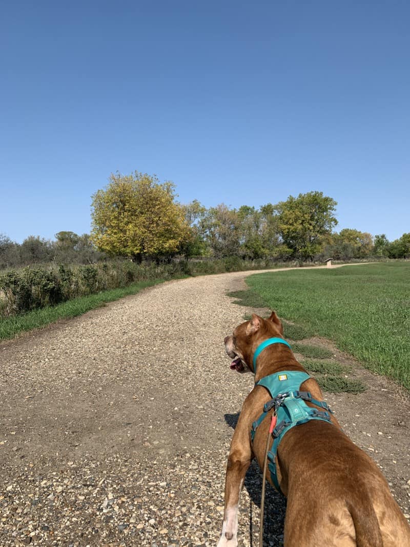 A brown dog hiking along the trail at Knife River Indian Village