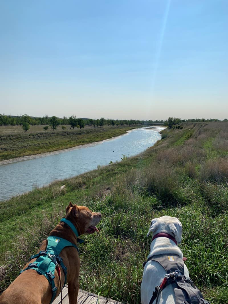 A brown dog and a white dog overlook the River Knife from a wooden platform