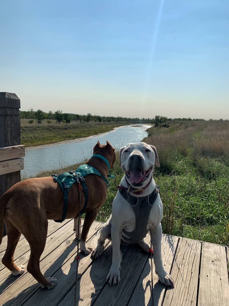 A brown dog and a white dog on a wooden observatory overlooking the River Knife