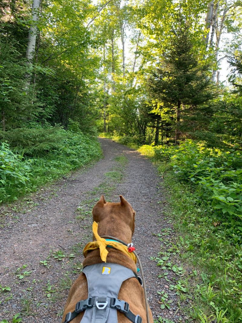 Brown dog on leash hiking a pet friendly trail in the woods at Split Rock Lighthouse State Park in Minnesota