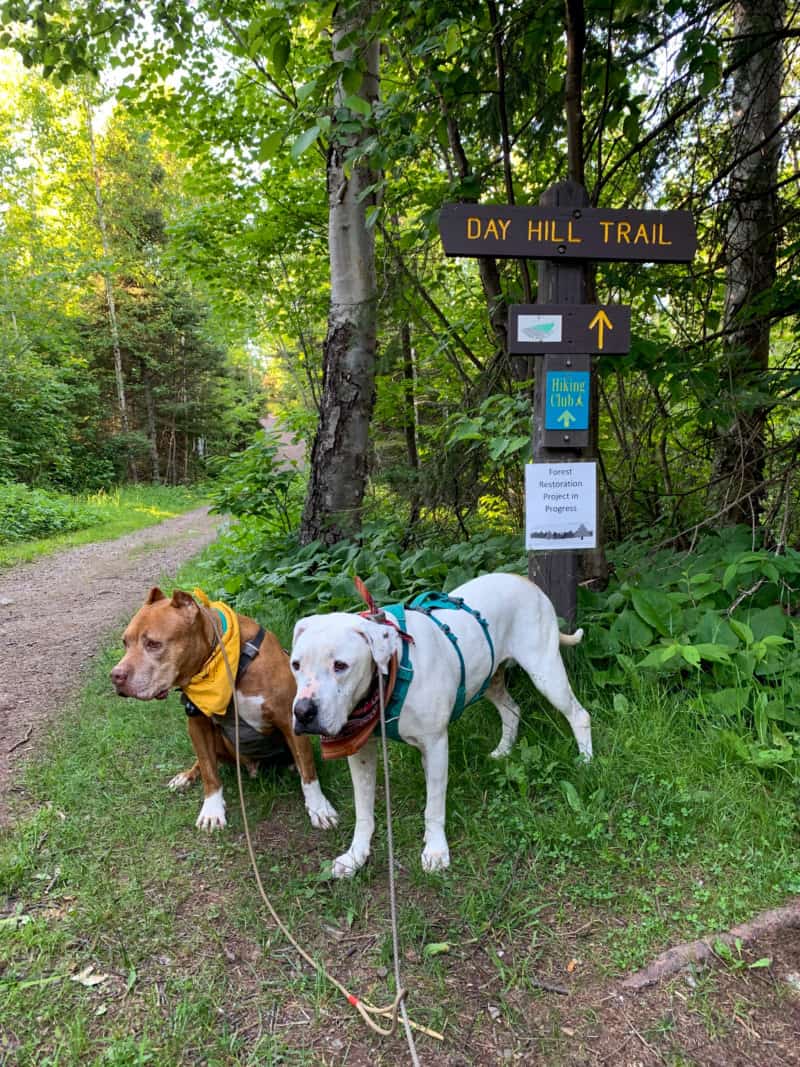 A brown dog and a white dog standing in front of the Day Hill Trail sign with a view of the trail and woods behind them at Split Rock Lighthouse State Park in Minnesota