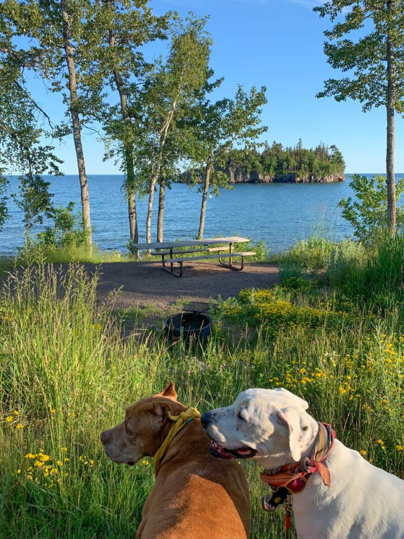 A brown and white dog near a picnic spot in front of Lake Superior in Split Rock Lighthouse State Park. You can see an island covered with trees in the distance.