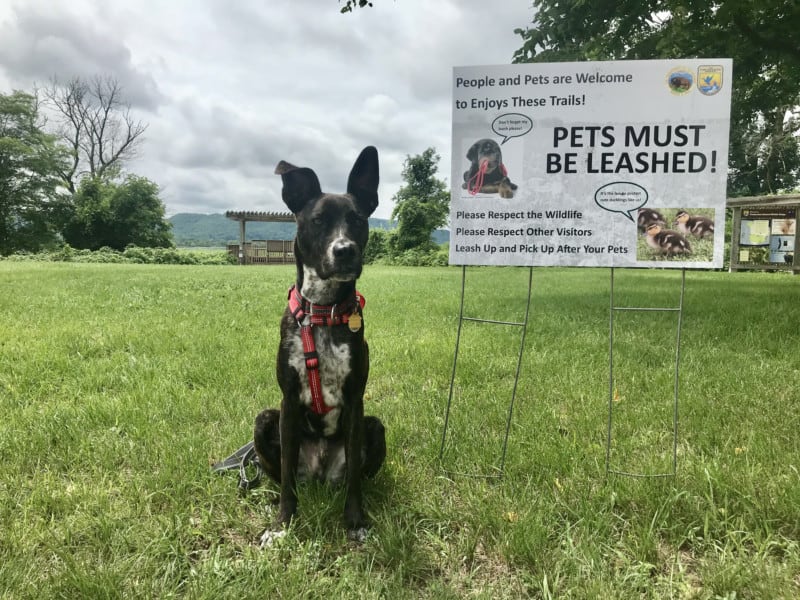 Brindle dog in red harness sitting beside a sign at the pet friendly Trempealeau National Wildlife Refuge in Wisconsin