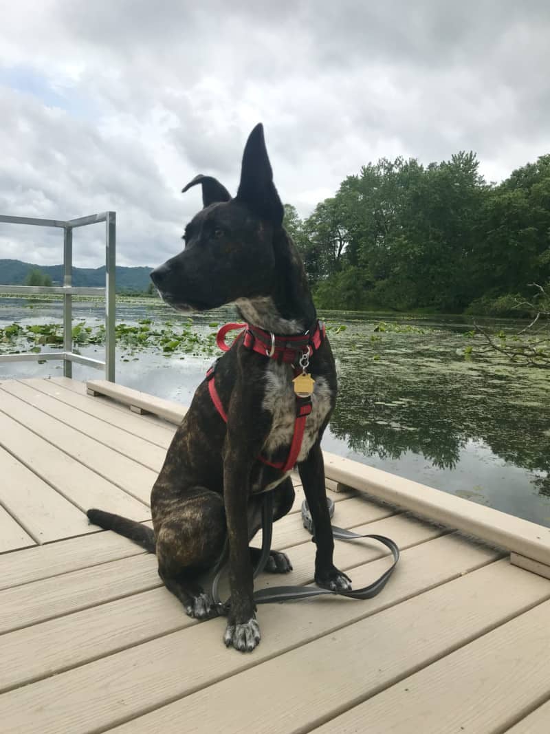 Brindle dog in a red harness sitting on the pet friendly boat dock at Trempealeau National Wildlife Refuge in Wisconsin