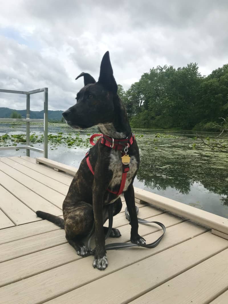 are dogs allowed in the hidden lakes national wildlife refuge