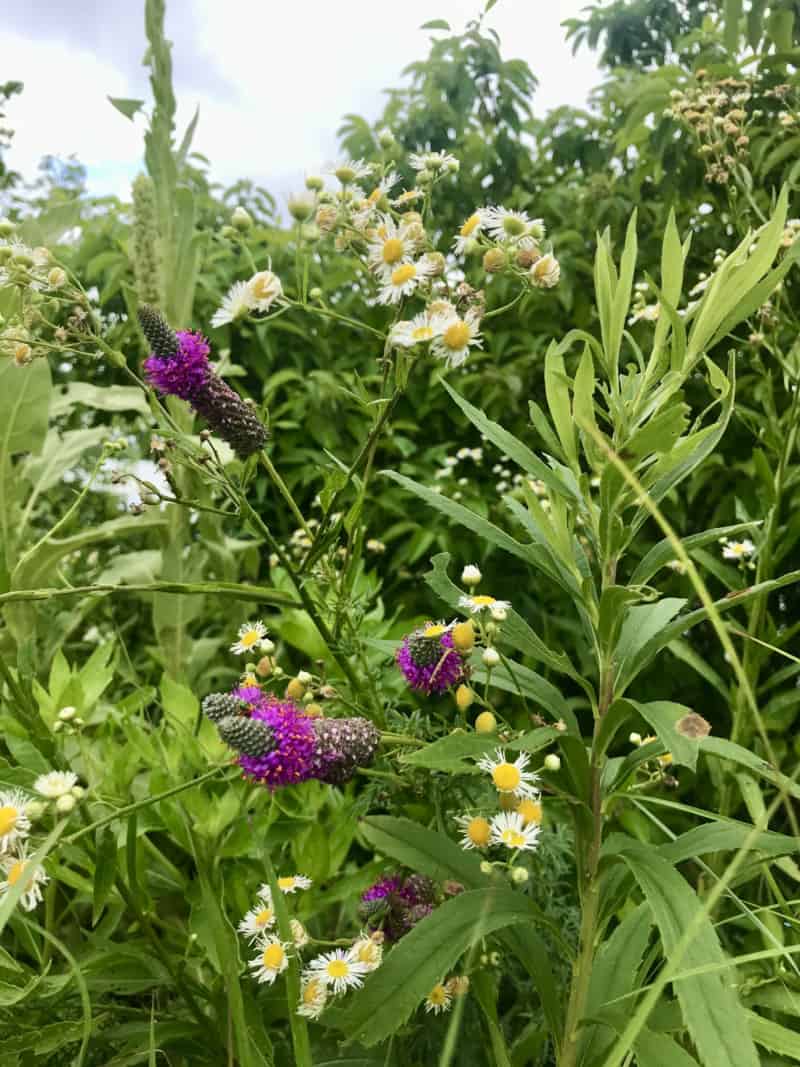 Wildflowers at Trempealeau National Wildlife Refuge in Wisconsin