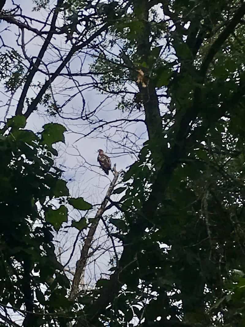 Juvenile bald eagle sitting in a tree in Trempealeau National Wildlife Refuge in Wisconsin