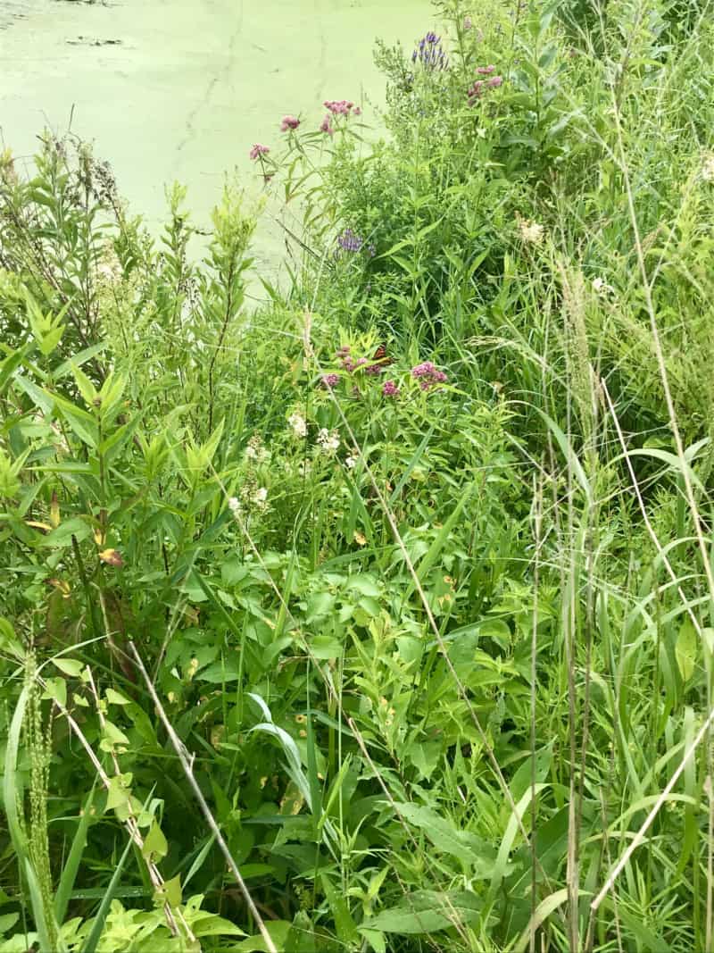 Wildflowers at Trempealeau National Wildlife Refuge in Wisconsin