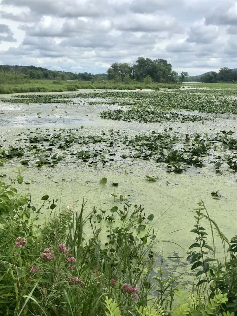 Kayakers in the marsh at Trempealeau National Wildlife Refuge in Wisconsin