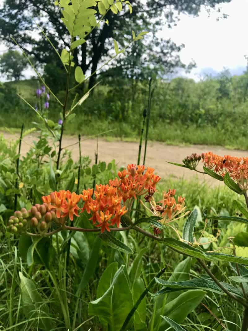 Wildflowers at Trempealeau National Wildlife Refuge in Wisconsin