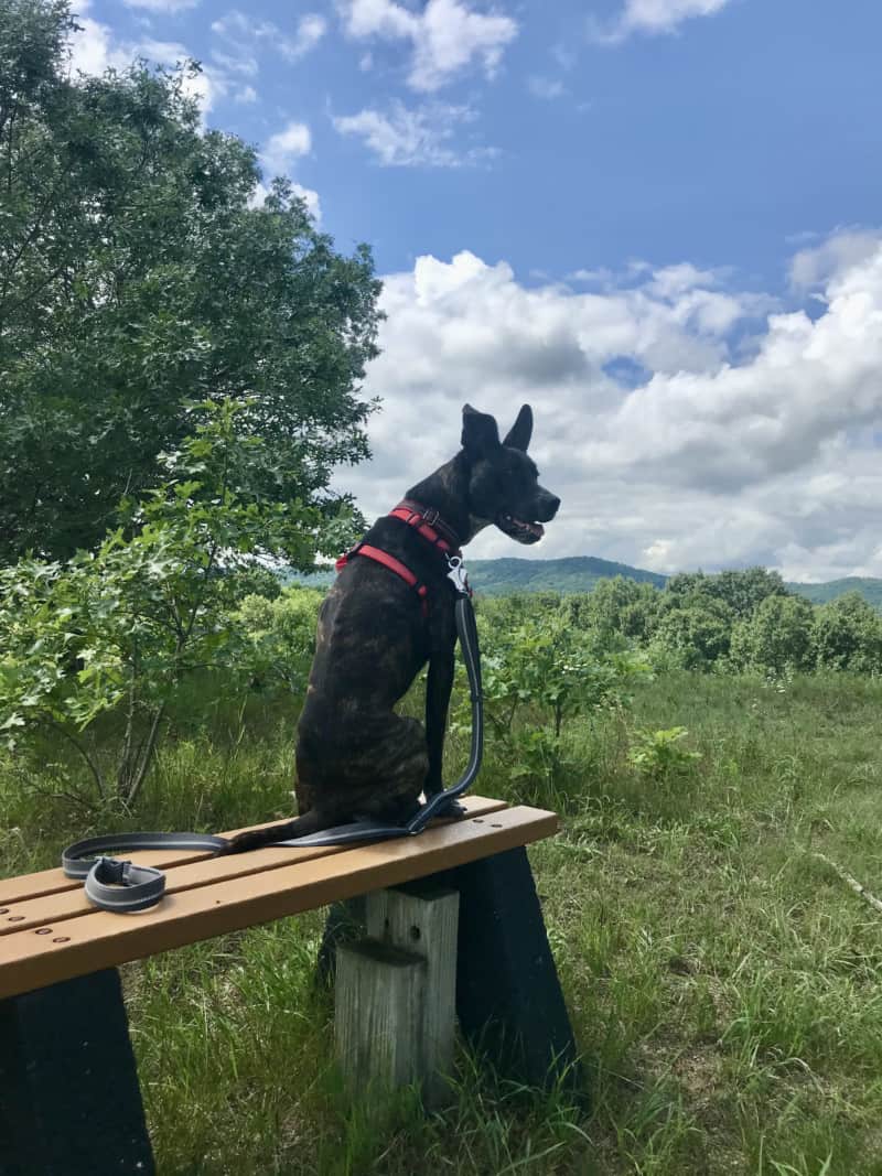 Brindle dog sitting on a bench at pet friendly Trempealeau National Wildlife Refuge in Wisconsin