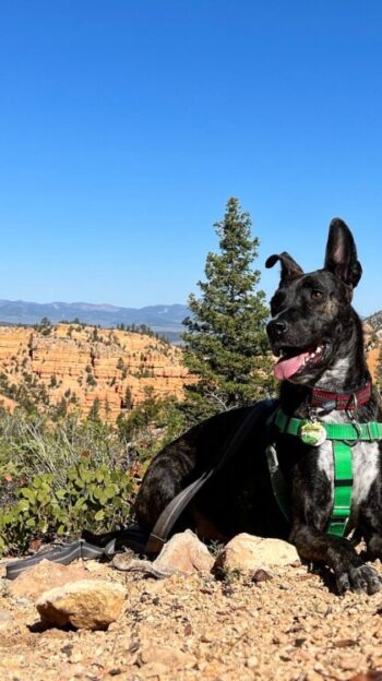 Brindle dog on a pet friendly trail in Red Canyon - Dixie National Forest, UT