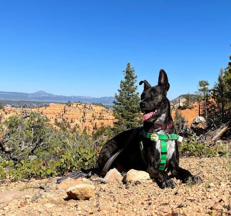 Brindle dog on a pet friendly trail in Red Canyon - Dixie National Forest, UT