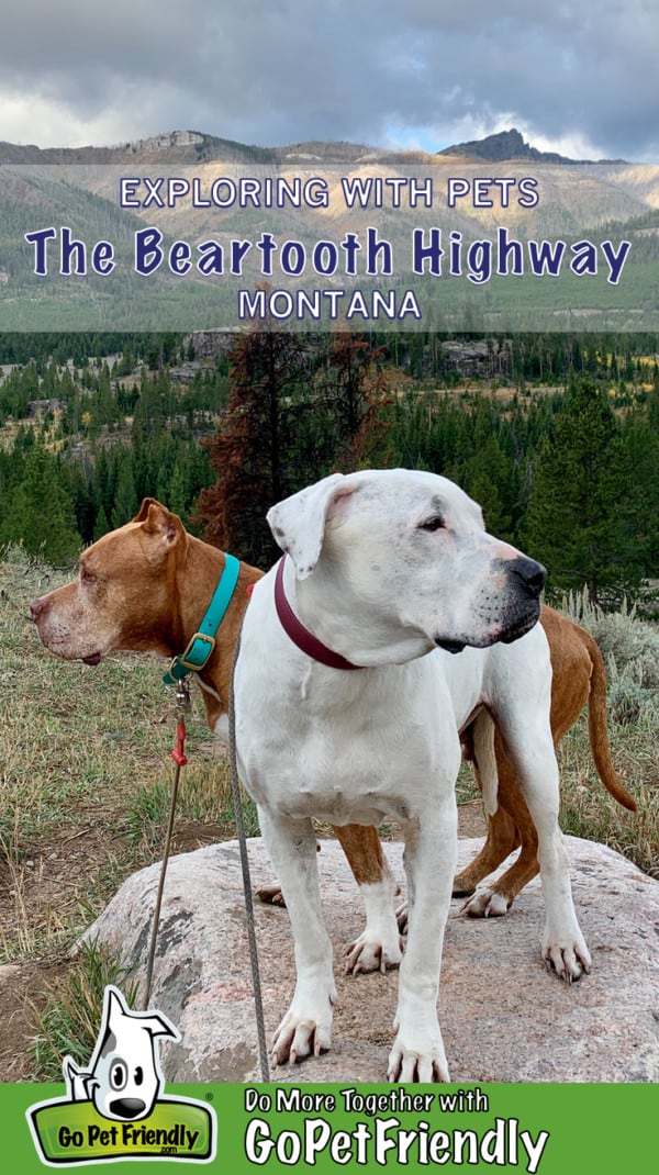 Two dogs standing on a rock on the Beartooth Pass Highway with mountains in the background