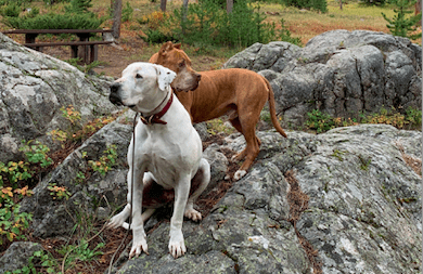 Two dogs on a rock on the Beartooth Pass Highway in Montana