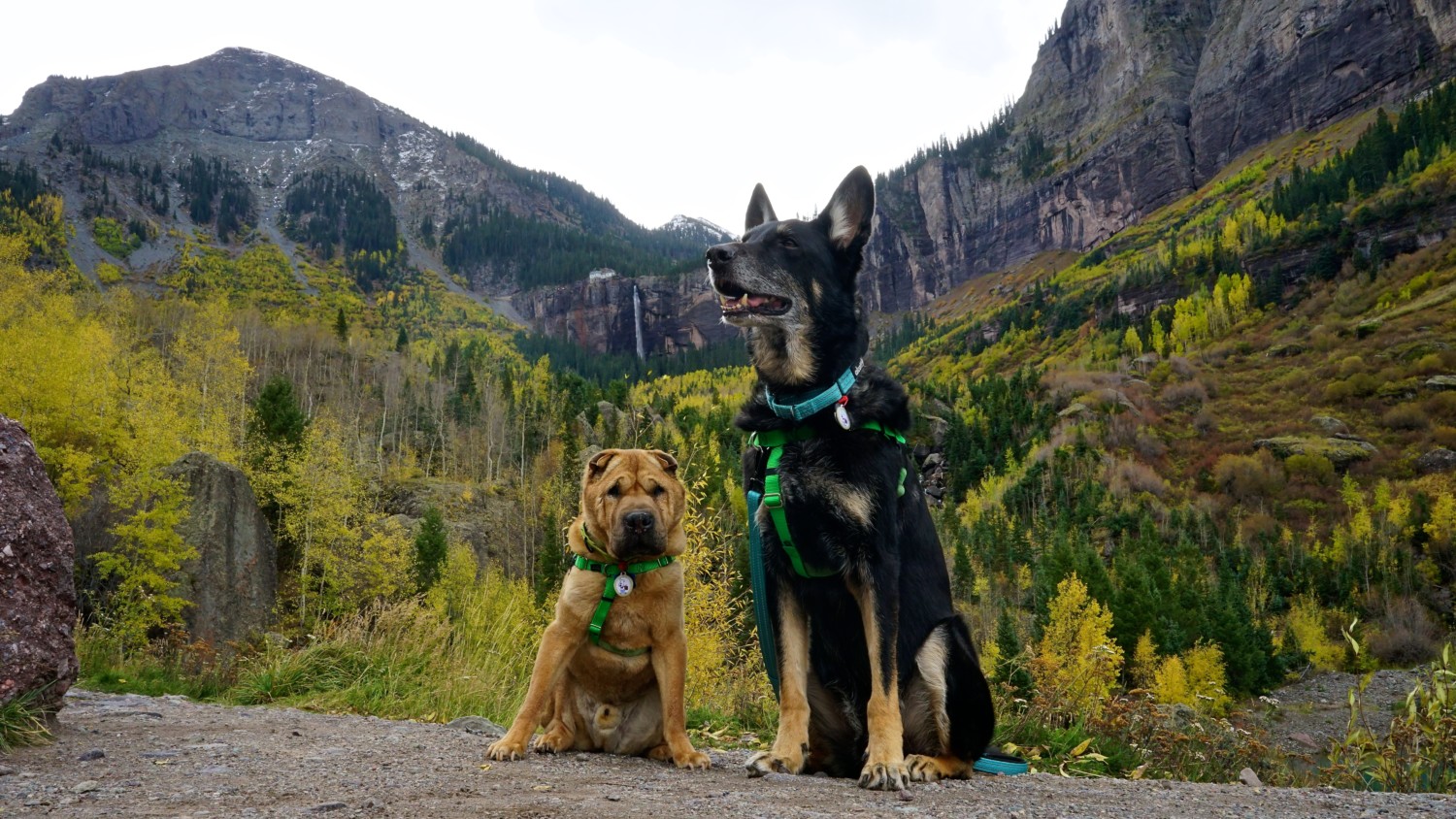 Pet Friendly Telluride, Colorado - A Rocky Mountain Adventure With Dogs