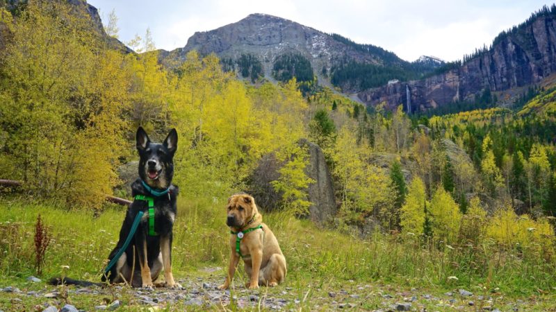 Colorado's Top Pet Friendly Attraction: Telluride Gondola | GoPetFriendly.com