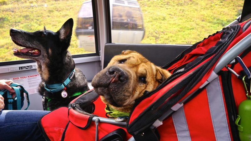 Colorado's Top Pet Friendly Attraction: Telluride Gondola | GoPetFriendly.com