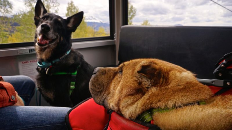 Colorado's Top Pet Friendly Attraction: Telluride Gondola | GoPetFriendly.com