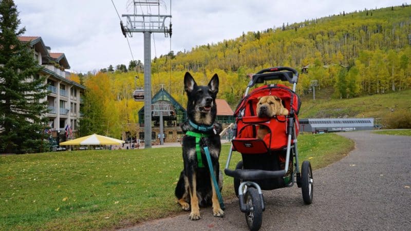 Colorado's Top Pet Friendly Attraction: Telluride Gondola | GoPetFriendly.com