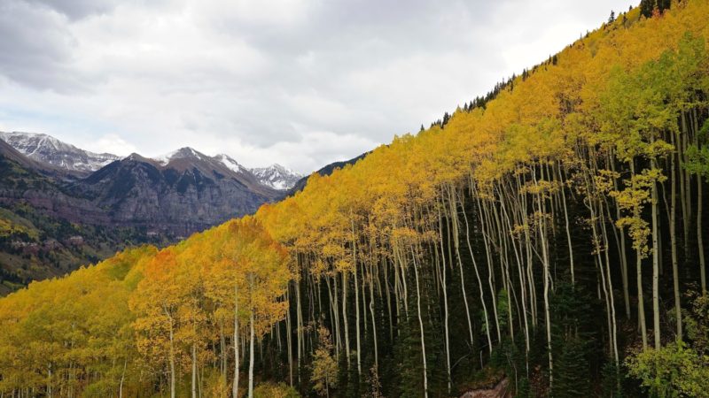 Colorado's Top Pet Friendly Attraction: Telluride Gondola | GoPetFriendly.com