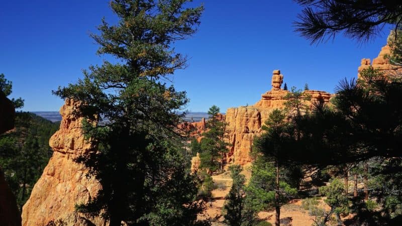 Utah's Top Pet Friendly Attraction: Dixie National Forest | GoPetFriendly.com