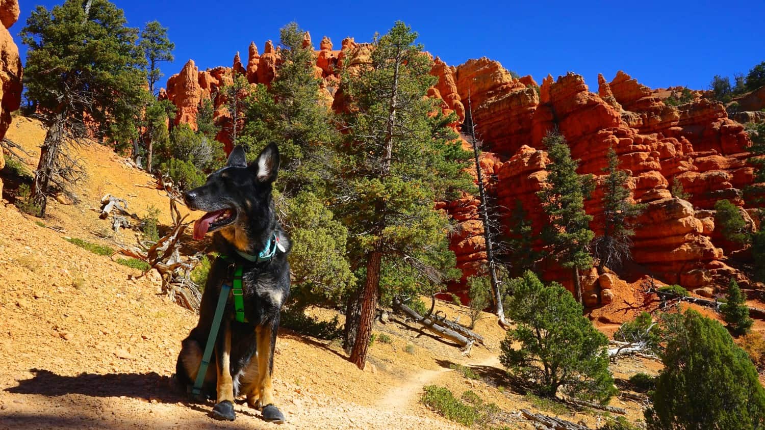 Utah's Top Pet Friendly Attraction: Dixie National Forest | GoPetFriendly.com