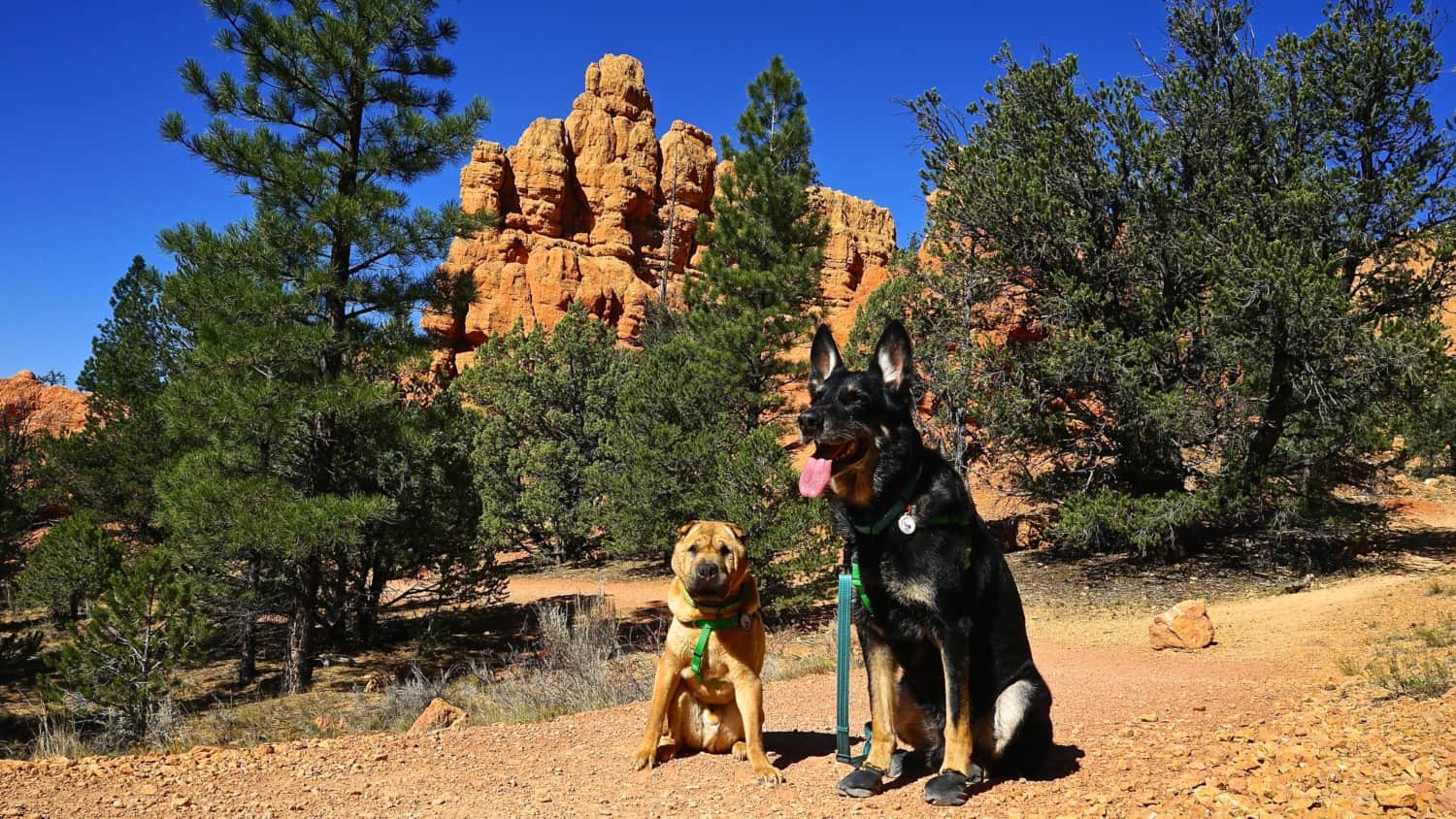 Utah's Top Pet Friendly Attraction: Dixie National Forest | GoPetFriendly.com