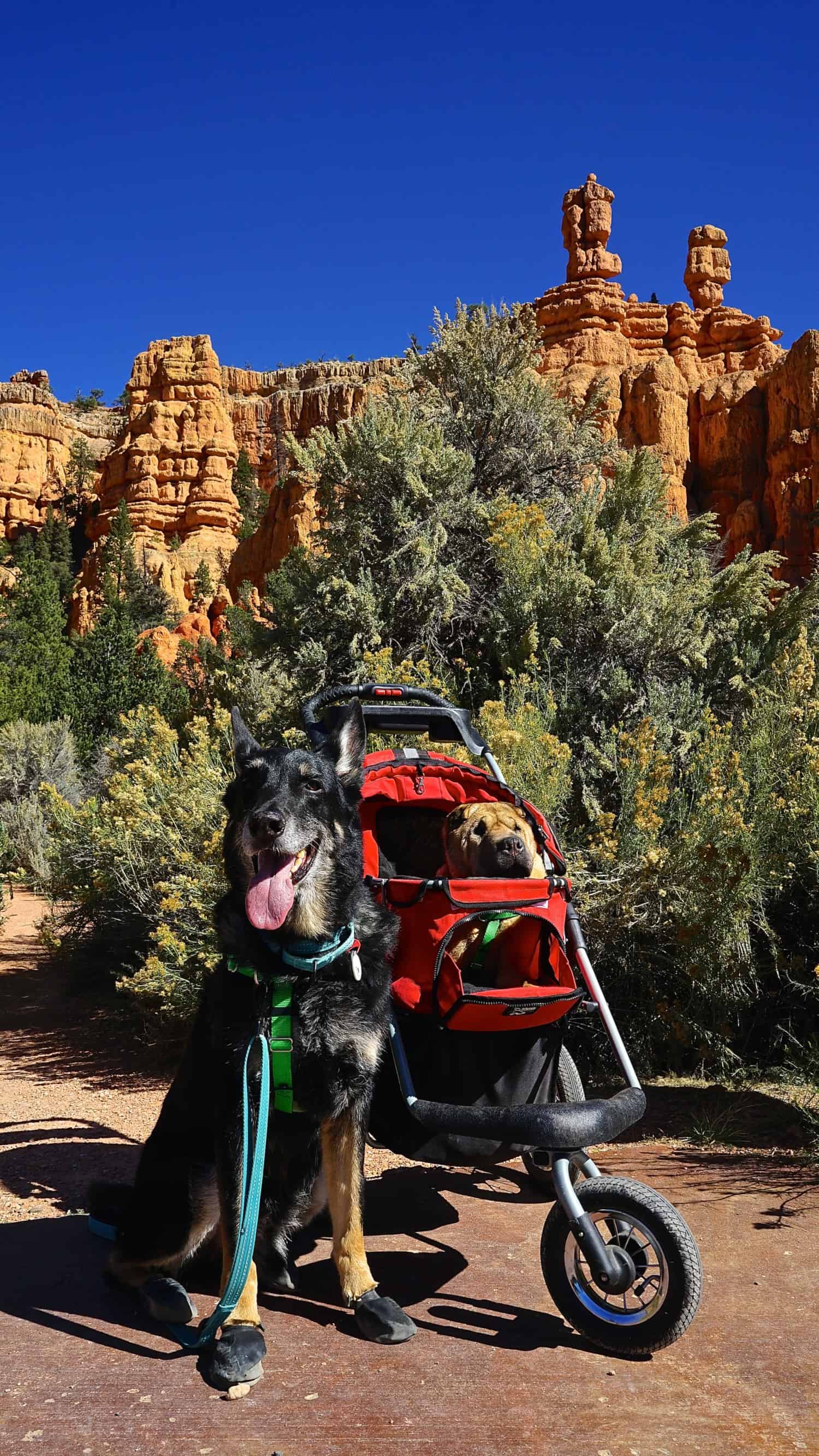 Utah's Top Pet Friendly Attraction: Dixie National Forest | GoPetFriendly.com