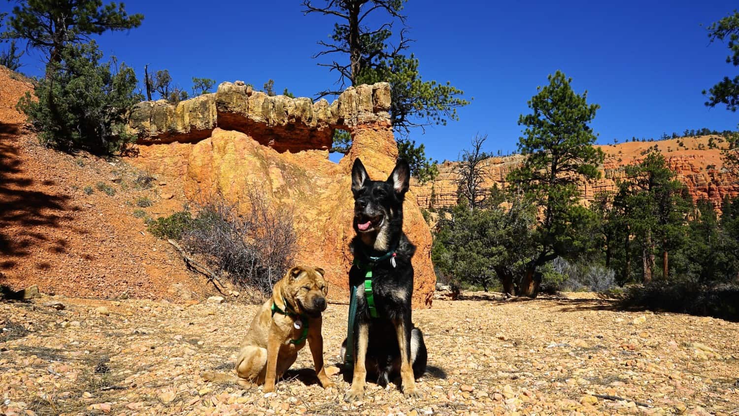 Utah's Top Pet Friendly Attraction: Dixie National Forest | GoPetFriendly.com