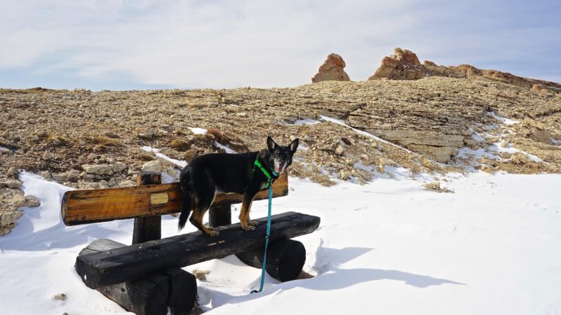 Wyoming's Top Pet Friendly Attraction: Medicine Wheel | GoPetFriendly.com