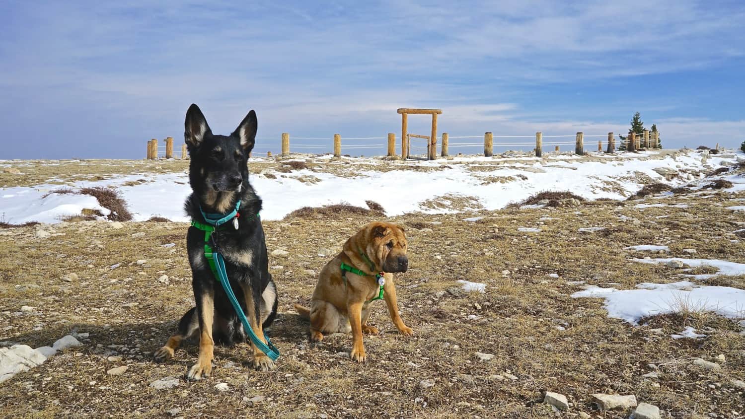 Wyoming's Top Pet Friendly Attraction: Medicine Wheel | GoPetFriendly.com