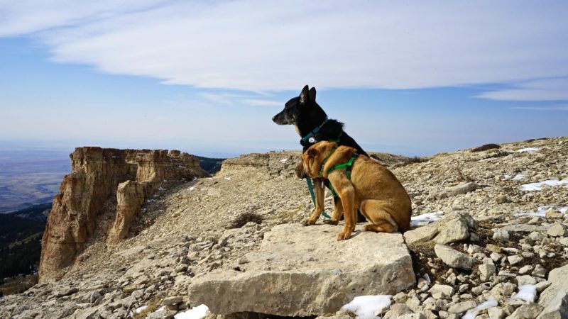 Wyoming's Top Pet Friendly Attraction: Medicine Wheel | GoPetFriendly.com