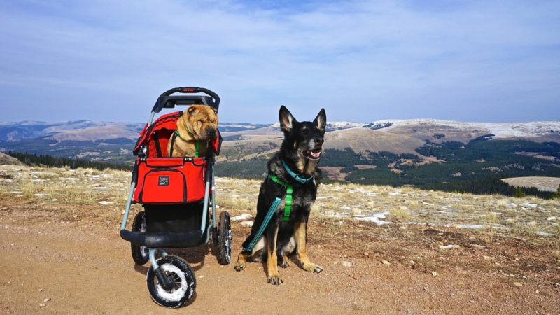 Wyoming's Top Pet Friendly Attraction: Medicine Wheel | GoPetFriendly.com