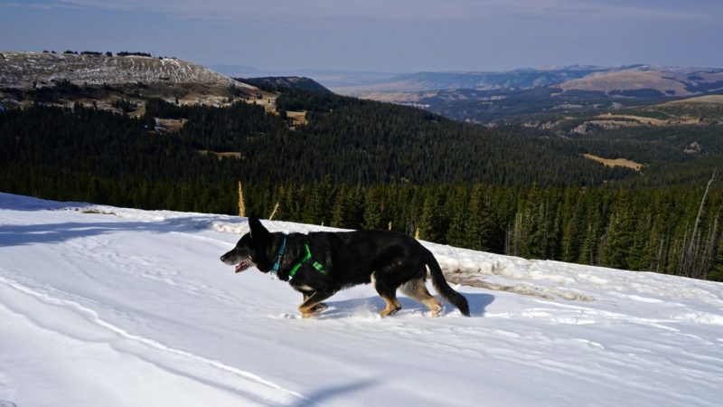 Wyoming's Top Pet Friendly Attraction: Medicine Wheel | GoPetFriendly.com