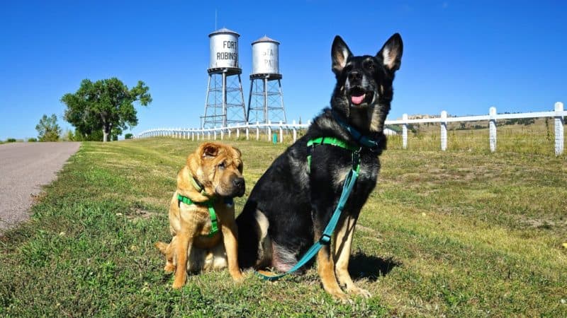 Nebraska's Top Pet Friendly Attraction: Fort Robinson State Park | GoPetFriendly.com