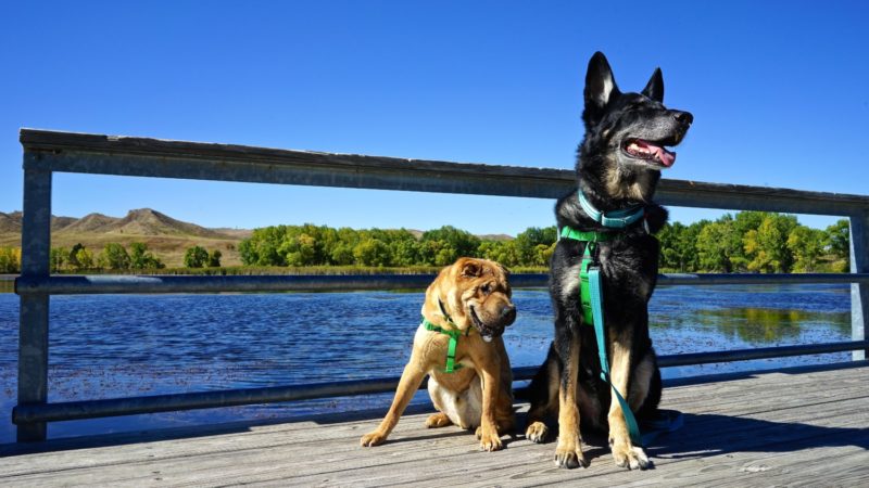 Nebraska's Top Pet Friendly Attraction: Fort Robinson State Park | GoPetFriendly.com