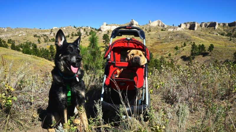 Nebraska's Top Pet Friendly Attraction: Fort Robinson State Park | GoPetFriendly.com