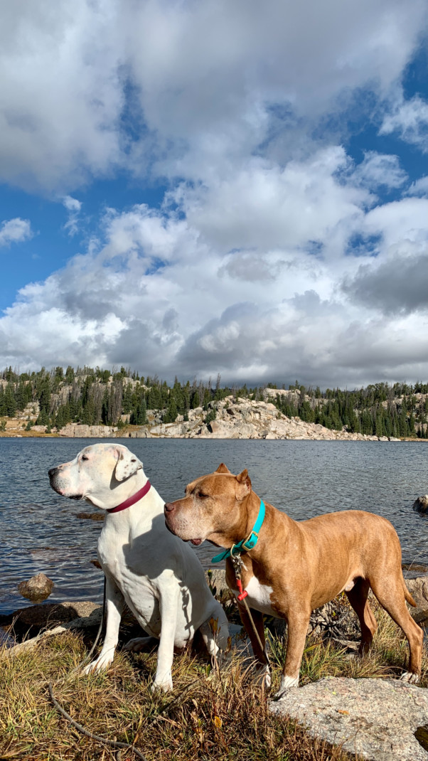 Two dogs standing in front of a lake and mountain landscape along the Beartooth Highway.