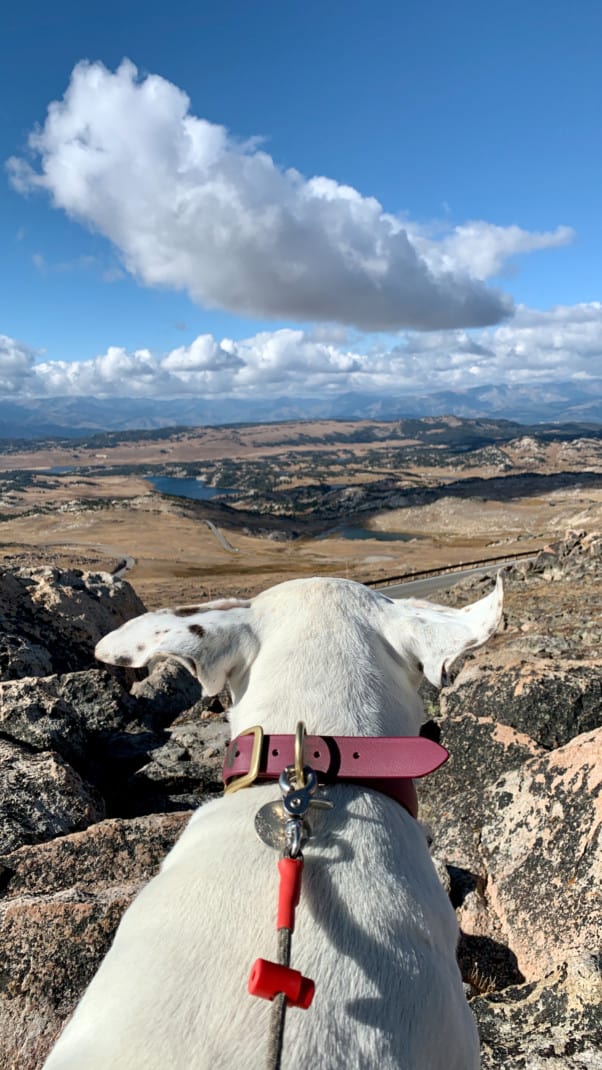 A white dog's ears are flapping in the wind at the top of a mountain overlook along the Beartooth Highway.