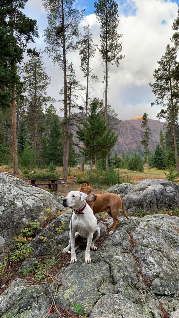 Two dogs sitting on rocks at campsite with mountains in the background at Crazy Creek Campground along the Beartooth Highway